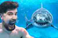 Would You Swim With Sharks For $100,000? - YouTube