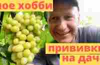 Прививка сливы - YouTube