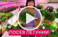 Посев петунии. Результат гарантирую!! #посев #посевная #рассада #расса... | TikTok