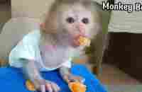 baby monkey learning to eat fruit - YouTube