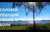 ПЕНИЕ СОЛОВЬЯ И ТЕКУЩАЯ ВОДА ОЧЕНЬ ХОРОШО СНИМАЮТ ТРЕВОГУ И СТРЕСС И УСПОКАИВАЮТ НЕРВНУЮ СИСТЕМУ. - YouTube