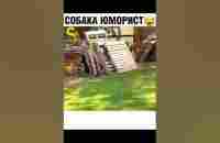 собака юморист - YouTube