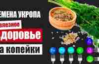 Семена укропа – источник железного здоровья на наших огородах - YouTube