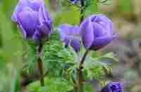 Poppy Anemone (Anemone coronaria) | Purple flowers, Flower garden, Beautiful flowers