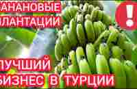 БИЗНЕС в Турции БАНАНовые плантации в Алании, Условие выращивание бананов, купить банан дешево - YouTube