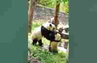 Panda mom brings her cub down the tree - YouTube