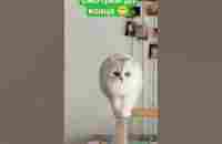 Походка котиков #коты #cat #cute - YouTube