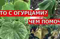 ЛИСТЬЯ ОГУРЦОВ ЖЕЛТЕЮТ И ВЯНУТ, СРОЧНО СДЕЛАЙТЕ ЭТО... - YouTube