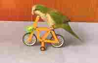 Lovely parrot showing off his smarts! | Lovely parrot showing off his smarts! | By MetDaan Fitness