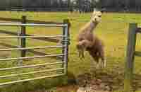 Funniest Farm Animals - YouTube