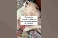 Как будить глухую собаку | Видео, которое набрало миллионные просмотры в ТикТок - YouTube