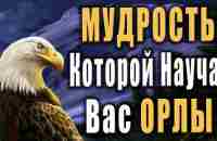 Как Орлица Выбирает Себе ОРЛА для орлят? Мудрость, которой важно научиться у ОРЛОВ! Музыка Э.Тунеянц - YouTube