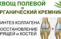 Хвощ и Спорыш - природный кремний для восстановления костей и хрящевой ткани. - YouTube