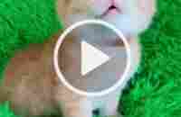 #смешныеживотные #котятаприколы #золотаяшиншилла | TikTok