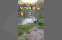 #Shorts Дождь и голуби #like Rain and pigeons #pigeons #congratulation - YouTube