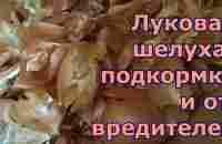 Луковая шелуха - отличное средство для рассады как удобрение и профилактика от вредителей и болезней - YouTube