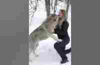 GIRL HOWLS WITH GIANT WOLVES - YouTube