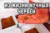 Из жизни мучных червей - YouTube