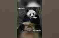 Who Says Panda Moms Arent Experts At Caring For Their Babies? | iPanda #shorts - YouTube