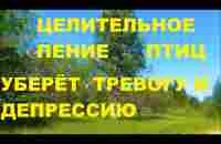 ЦЕЛИТЕЛЬНЫЙ ЭФФЕКТ ПЕНИЯ ДРОЗДА И ЛЕСНЫХ ПТИЦ В БЕРЁЗОВОМ ЛЕСУ,ПОЛЕ РОМАШЕК И ЧИСТОЕ НЕБО ЭТО РЕЛАКС - YouTube