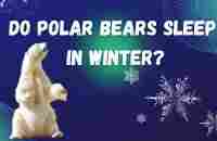 Do polar bears sleep in winter? - YouTube