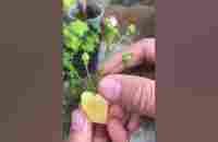 How to propagate super cotton roses very effectively #shorts - YouTube