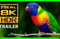 The Most Colorful Nature in REAL 8K HDR | TRAILER & TV DEMO 2022 - YouTube