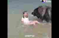 Dog Saves His Little Girl From The Ocean | The Dodo - YouTube