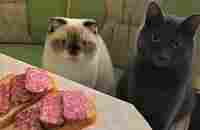 Funny animals - Funny cats / dogs - Funny animal videos 32 - YouTube