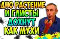 ОДНО РАСТЕНИЕ И ГЛИСТЫ ДОХНУТ, КАК МУХИ! Виталий Островский. Паразиты, газы, вздутие живота. - YouTube