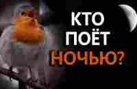 Какие птицы поют ночью? #ГолосаПтиц 26 - YouTube