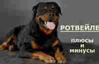 РОТВЕЙЛЕР. Плюсы и минусы породы ROTTWEILER - YouTube