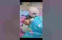 ❤️❤️Most heartwarming & touching~ cute dog takes care of cute baby