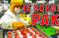 Не кормите РАК! Онкологи назвали Топ 5 продуктов вызывающие рак - YouTube