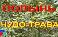 Полынь. Полынь горькая. Свойства полыни, применение. - YouTube