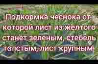 Подкормка чеснока от которой исчезнет пожелтение листьев, стебель станет толстым - YouTube