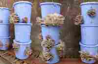 Growing mushrooms at home is super easy with a bucket - Anyone can do it - YouTube