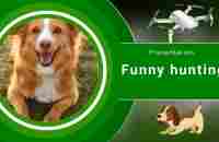 Your dog will play tirelessly / help your pet lose weight - YouTube