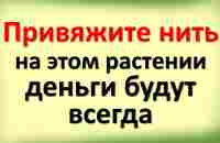 Привяжите нить на этом растении в доме, деньги будут всегда. Что нельзя делать и хранить в жилище - YouTube