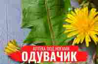 ОДУВАНЧИК  Нюансы заготовки  Полезные лечебные свойства  Правила сбора  Аптека под ногами - YouTube