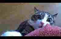 Funny animals - Funny cats / dogs - Funny animal videos 238 - YouTube