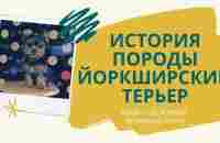 Йоркширский терьер: история происхождения породы. Кто, где и когда вывел породу йоркширский терьер - YouTube