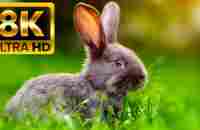 AROUND THE WORLD ANIMALS - 8K (60FPS) ULTRA HD - With Nature Sounds (Colorfully Dynamic) - YouTube