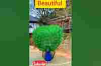 Beautiful peacock #youtubeshorts #shortvideos #viral #shorts - YouTube