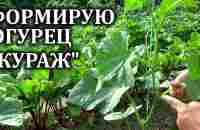 Как я формирую огурец КУРАЖ Вы все поймете с первого раза - YouTube