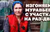 НАКОРМИ МУРАВЬЕВ ЛЮБИМОЙ ЕДОЙ ОНИ НАКОРМЯТ КОРОЛЕВУ И ПОКИНУТ ОГОРОД@obovsemsmarusey - YouTube