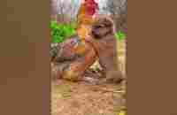 Friendship / puppy and chicken . A beautiful moment #191 - #shorts - YouTube