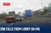 Cow falls from lorry into oncoming traffic on M6 carriageway - YouTube