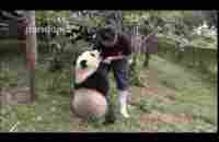 This is why you should love pandas! - YouTube