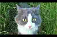 Funny animals - Funny cats / dogs - Funny animal videos 296 - YouTube